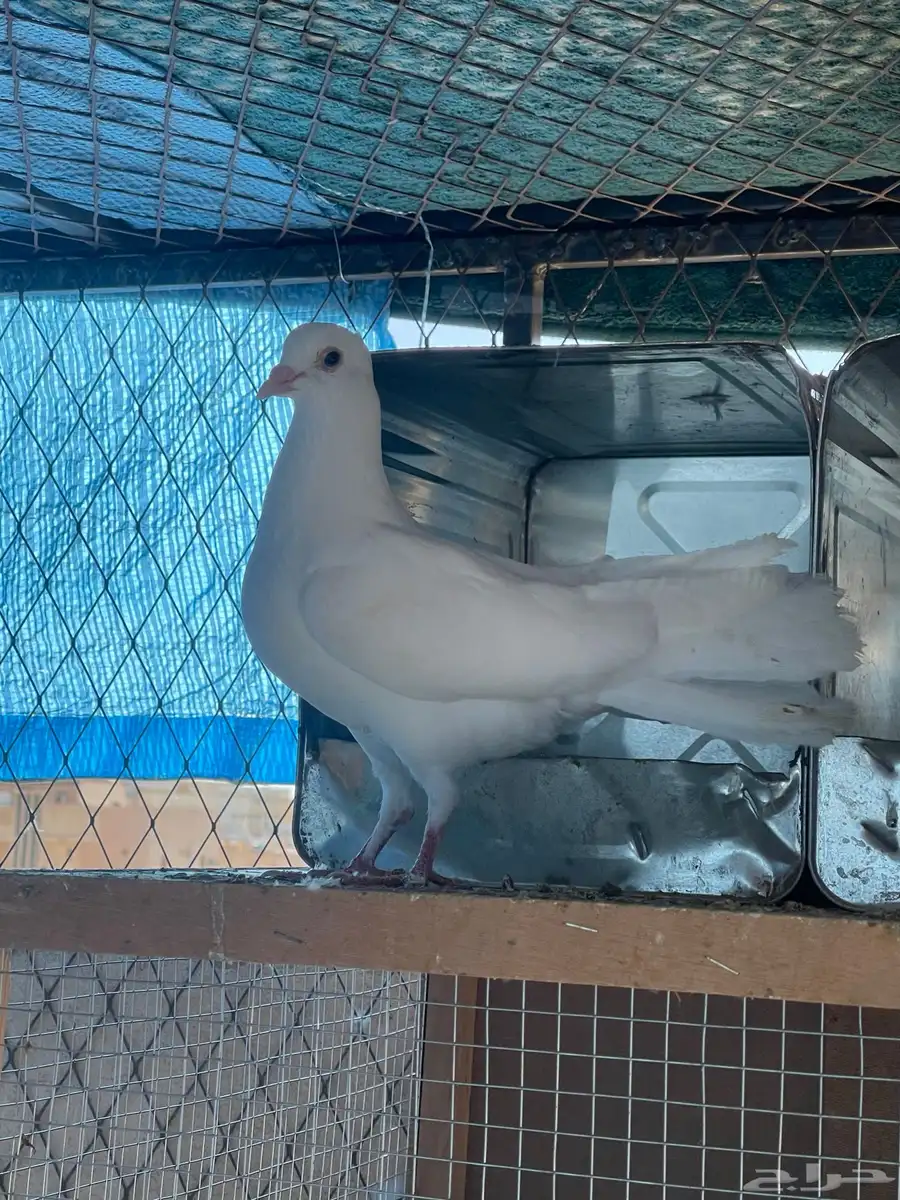 حمام مشكل بوز شماسي زاجل 3