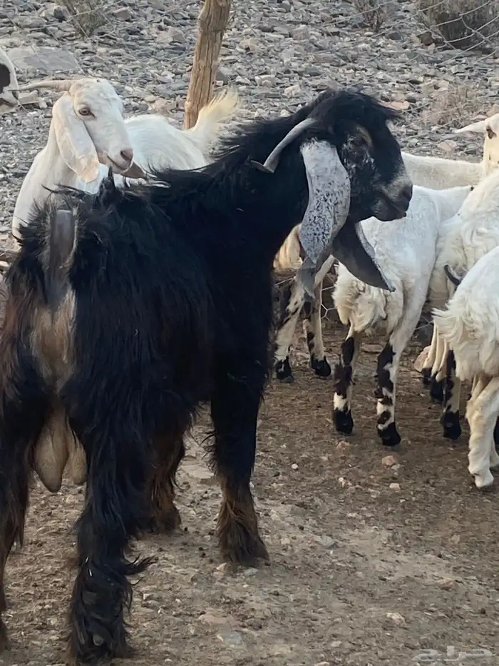 تيس جذع مشروط حار 3