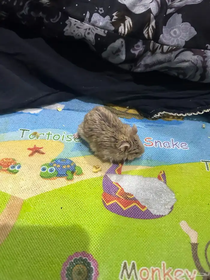 حيوانات أليفة هامستر 22