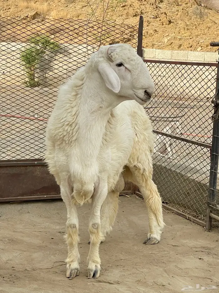 مشروع فحل حري العمر 8 شهور 0