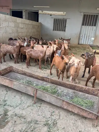 عنقان من مواليد الحلال للبيع 2