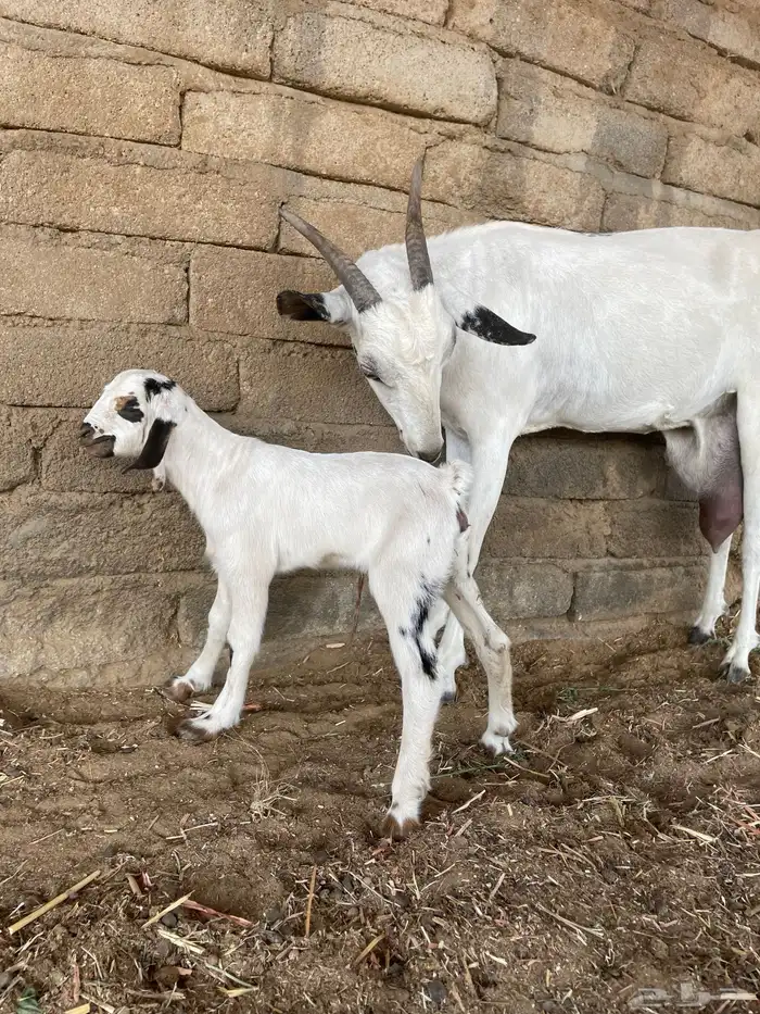 عنز بيشيه فاخره 1