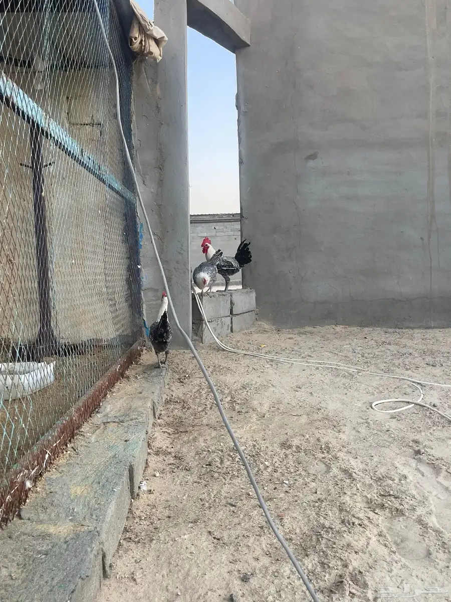 ما شاء الله ديك فحل فيومي ودجاجتين 7