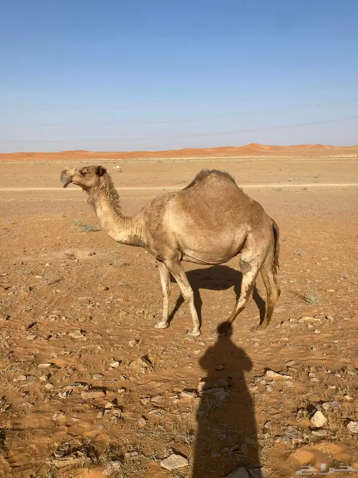 ابل 1
