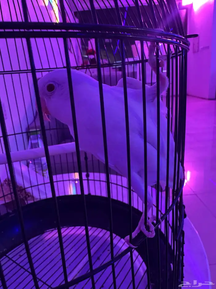 فيشر البينو عيون حمر . صحة ونظافة شرط 1