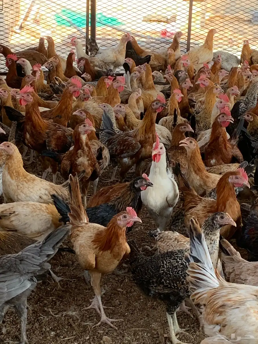 للبيع صوص بلدي 0