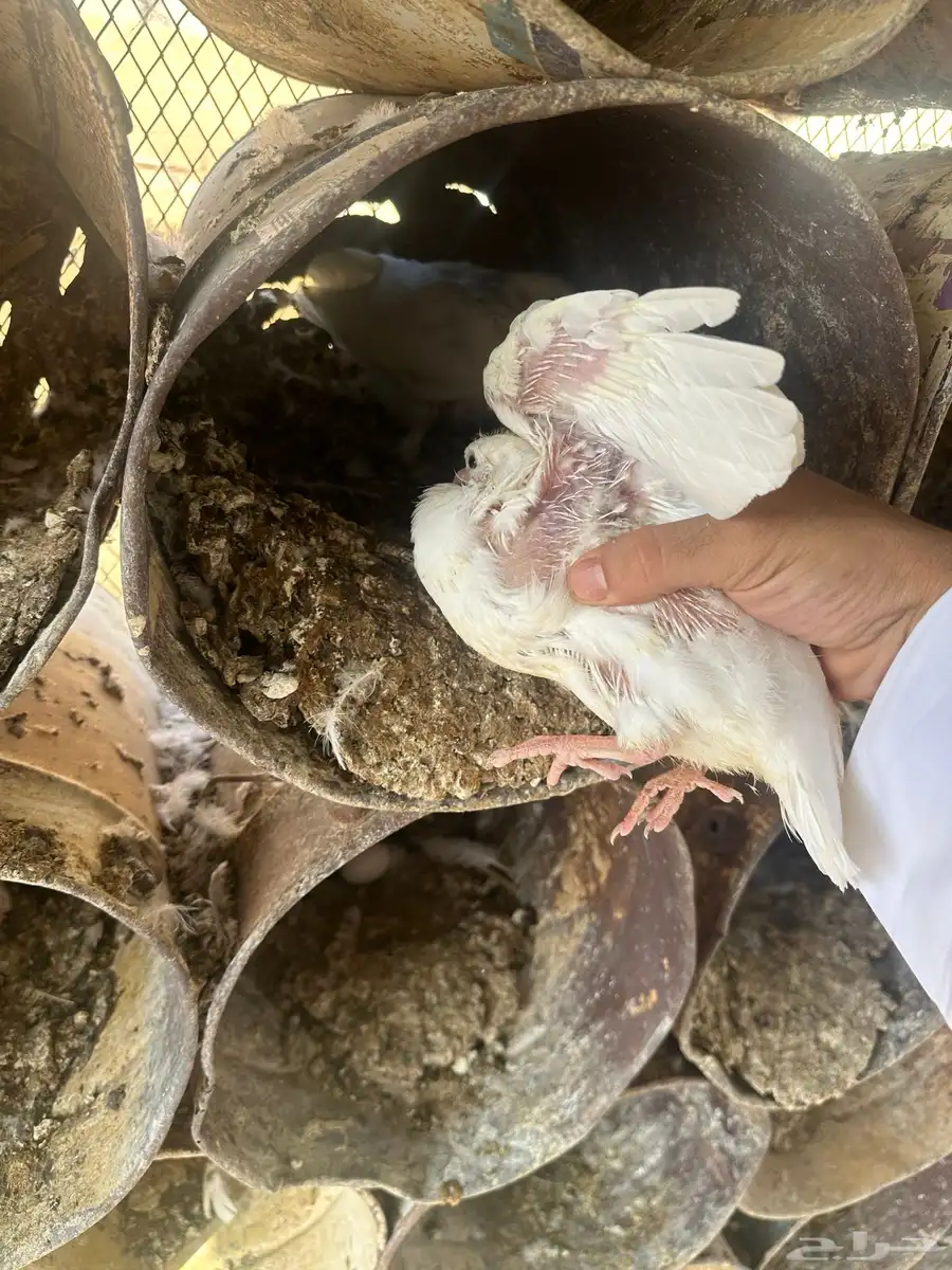 حمام فرنسي احجام كبيره 3