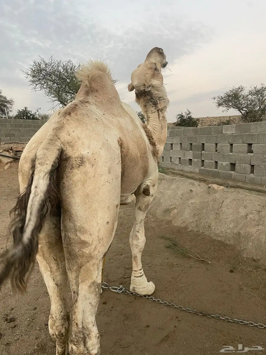 فحول شقح مشروطه ومنتجه عدد 2 0