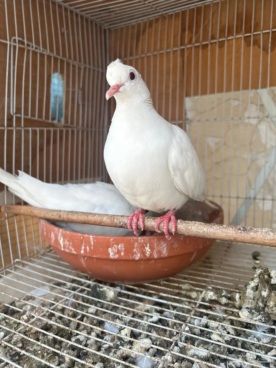 جوز ياكريم دبل كرست ابيض صك 1