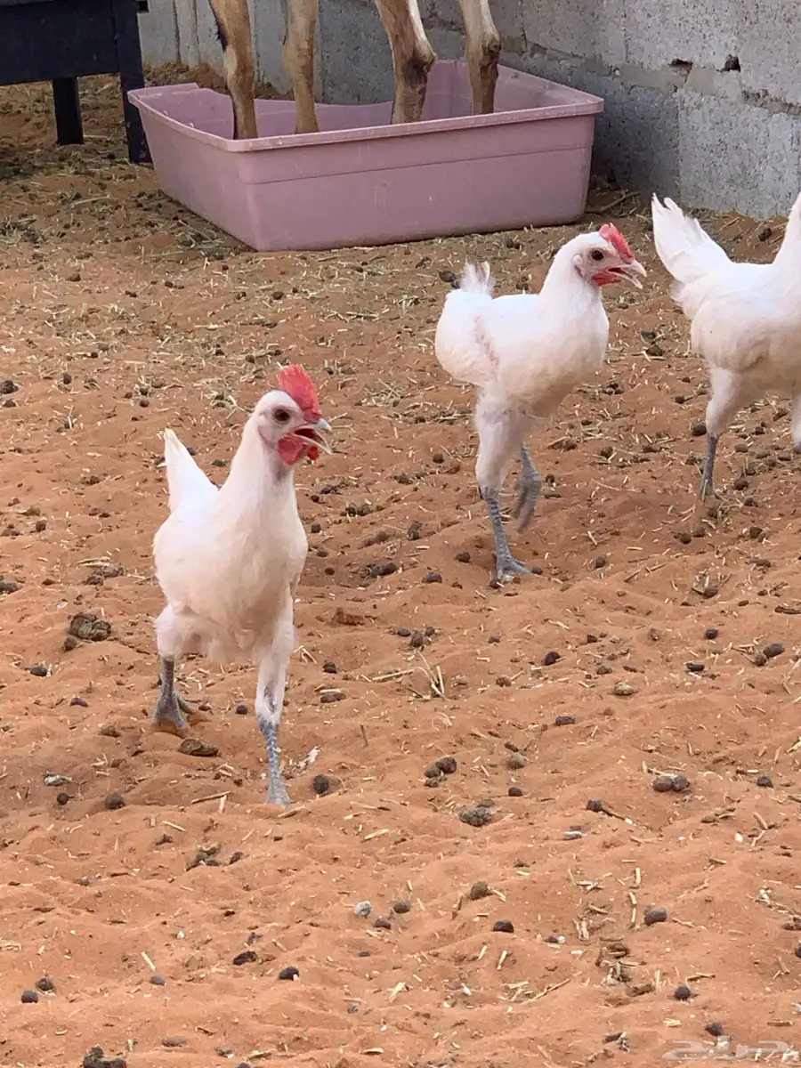 دجاج بلدي ابيض 1