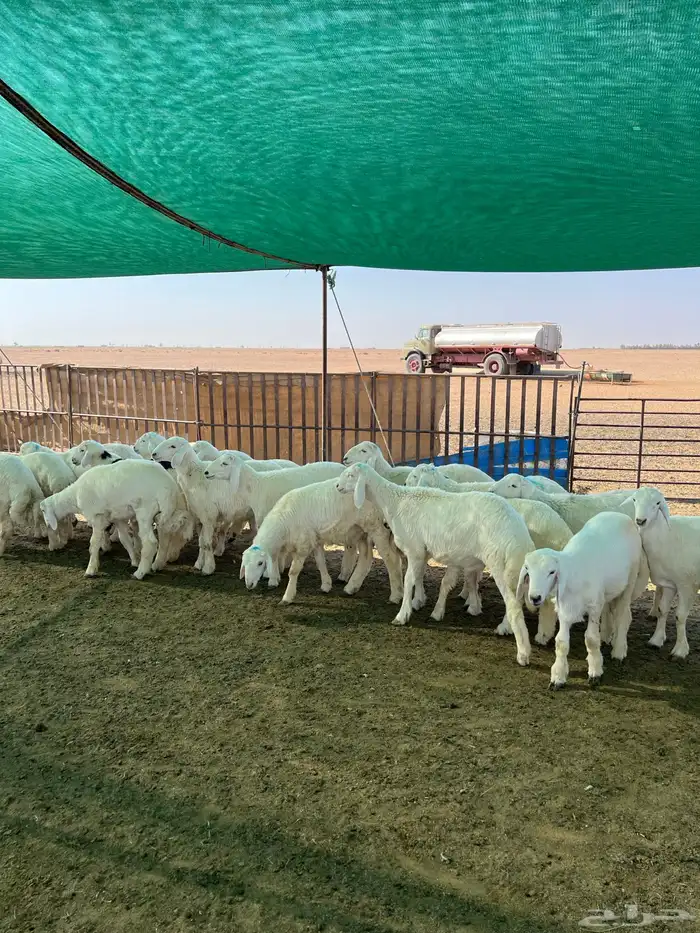 بهم حري طيب 6