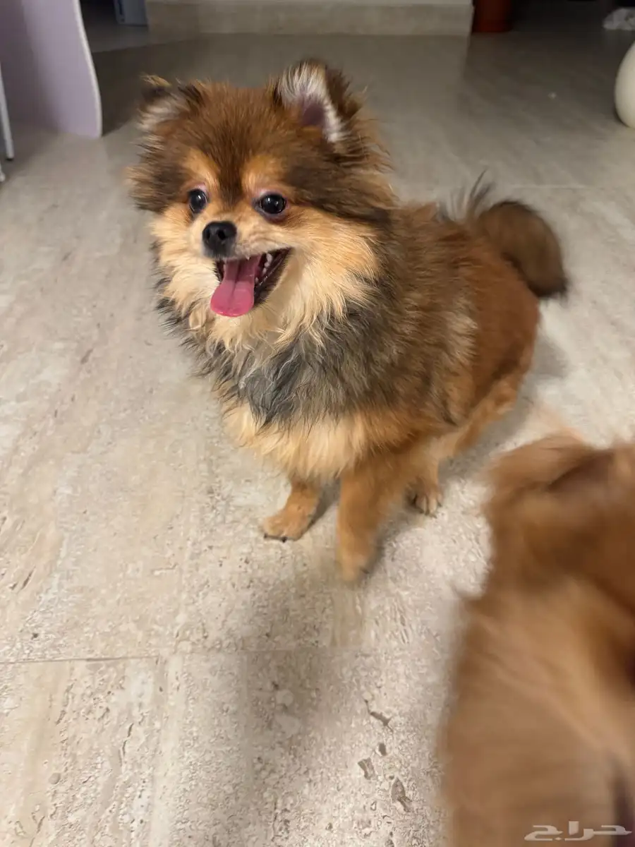 بومرينيان Pomeranian index