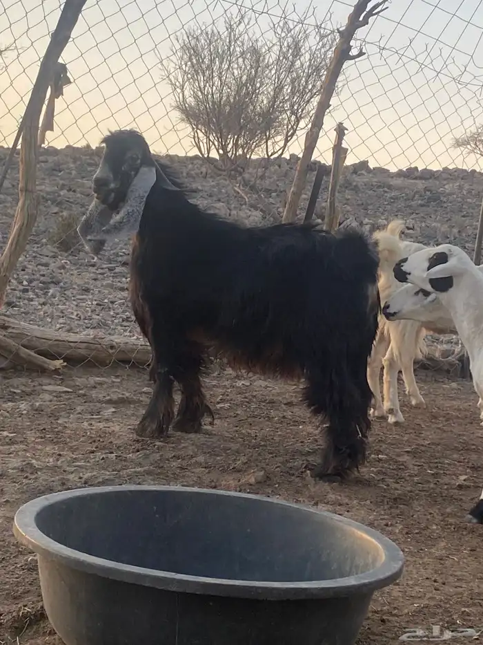تيس جذع مشروط حار 7