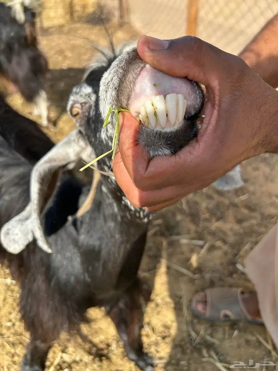 عنز عارضيه معها تيس سالمه الأمراض والعذاريب 1