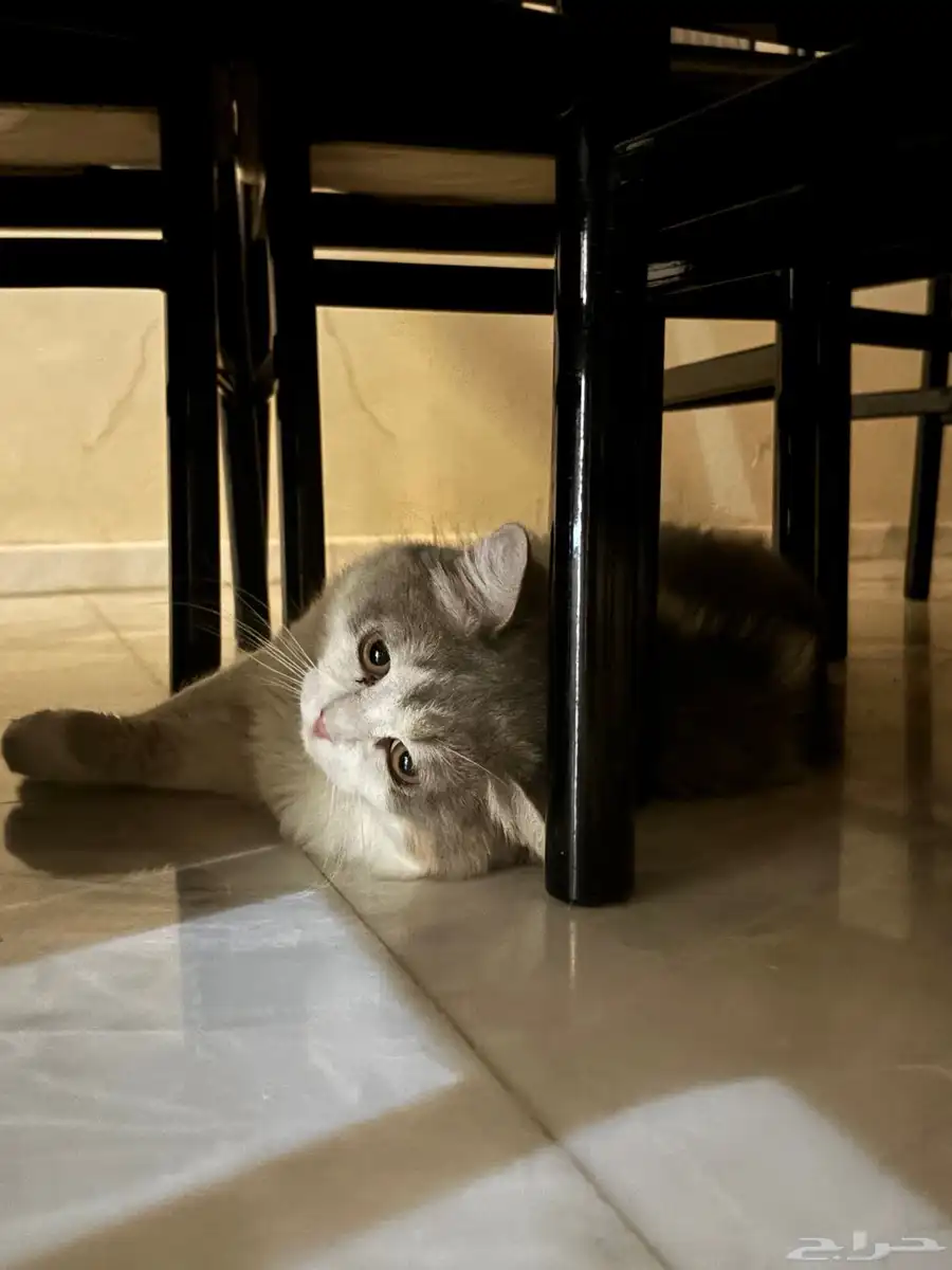 عرض قط لتبني 0