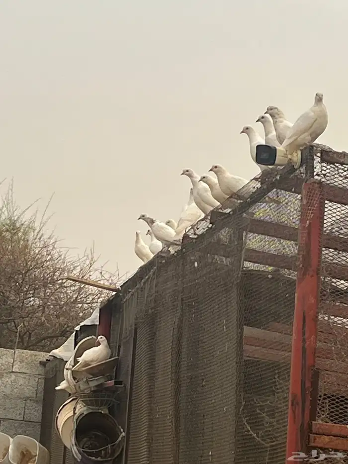حمام بلدي 0