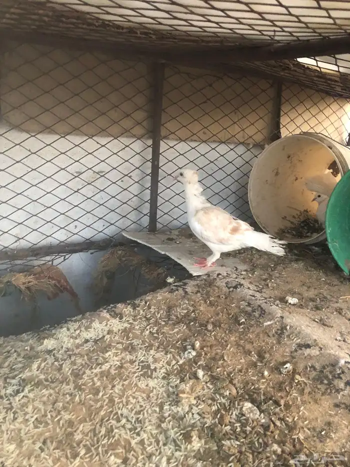 حمام انوع سوداني وا بكستني وا رقاص وسلفر وكله منتك وا متزوا 4