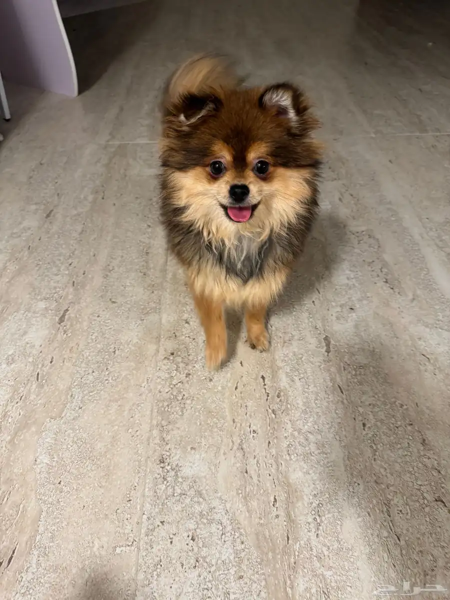 بومرينيان Pomeranian index