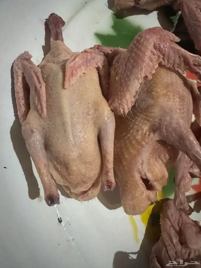 فروخ حمام لاحم فرنسي وبط آكله ذره ودخن وحلبه ومكعب وشعير طعم 6