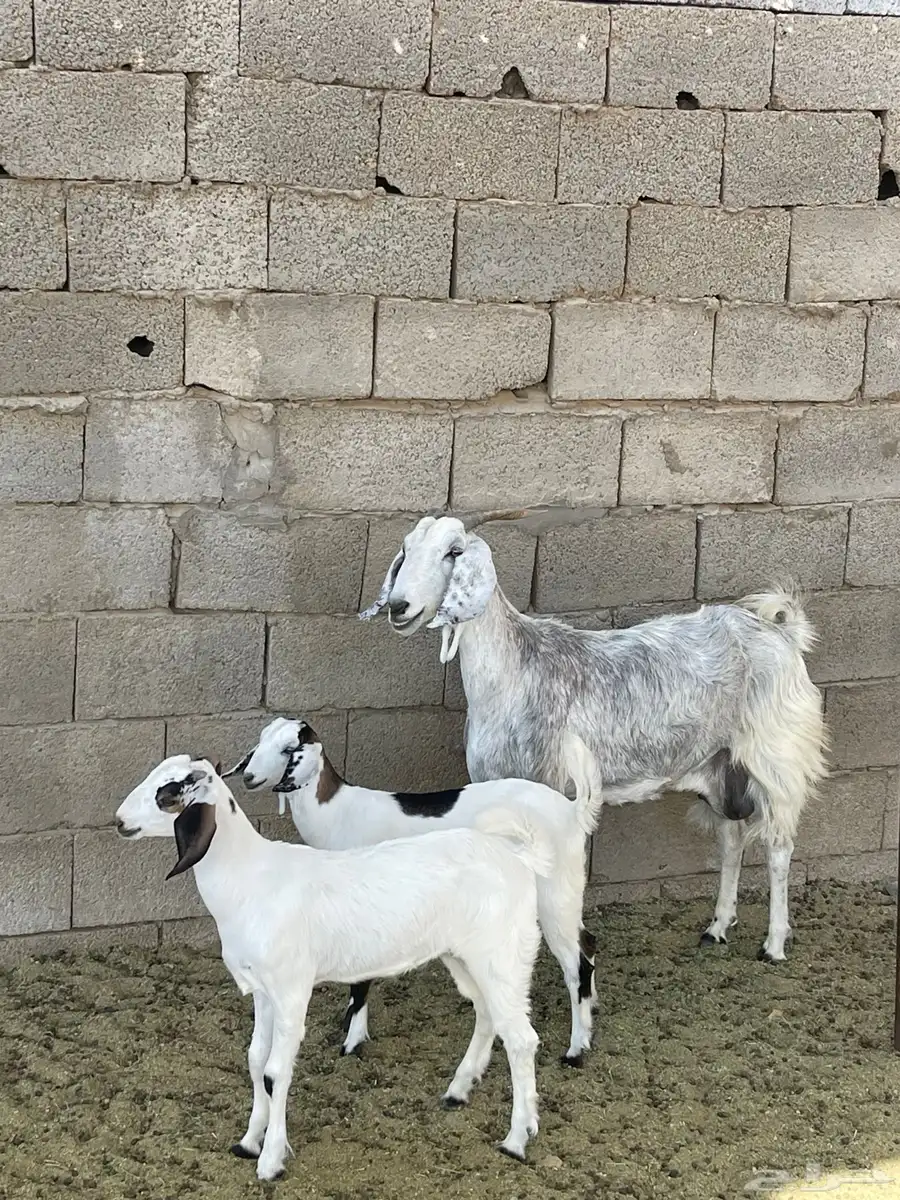 عنز مصريه صنف تحتها 2 جفره وتيس 7