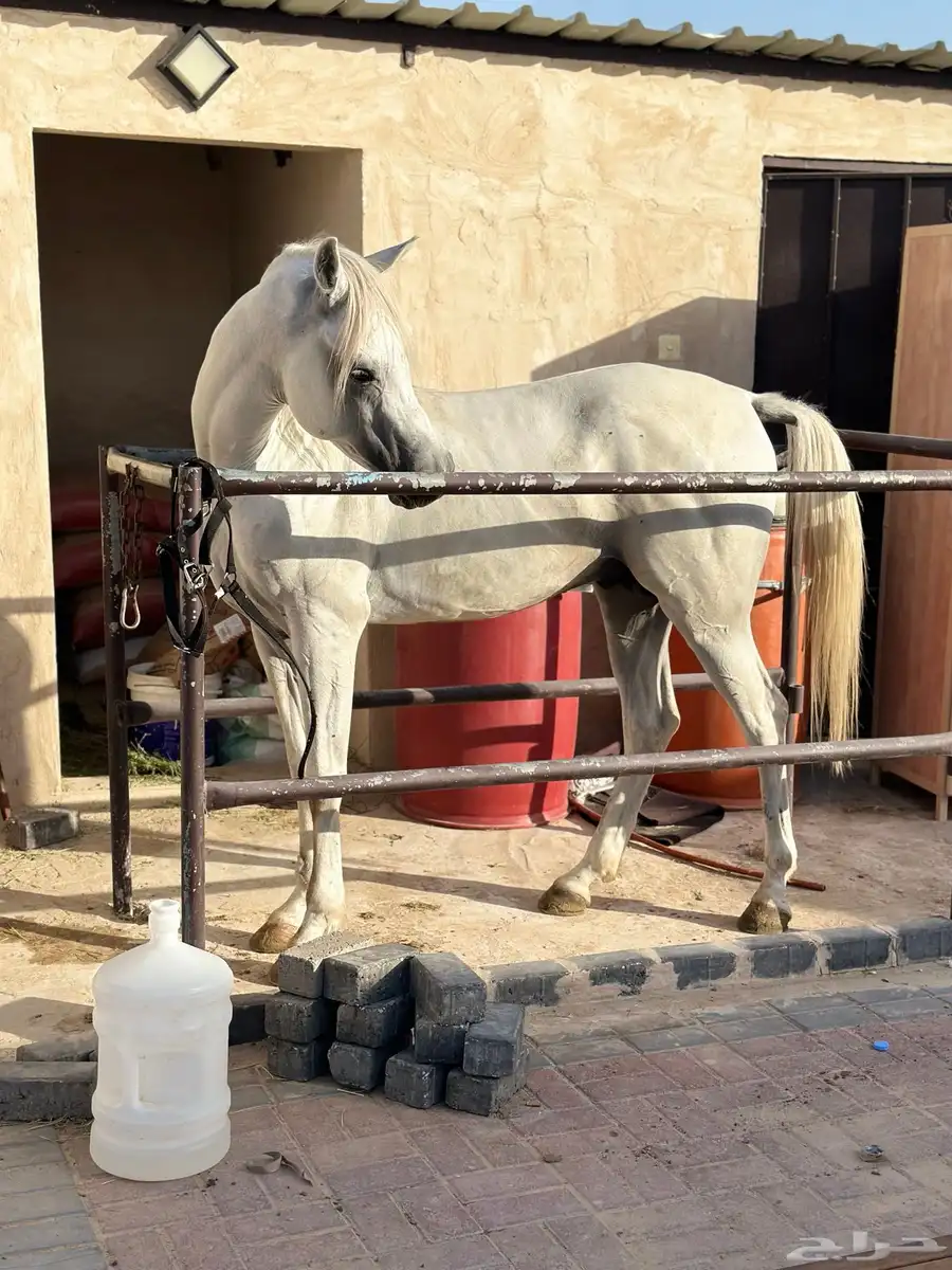للبيع حصان مصري سليم   العمر من اربع الى خمس الحد 8000 3
