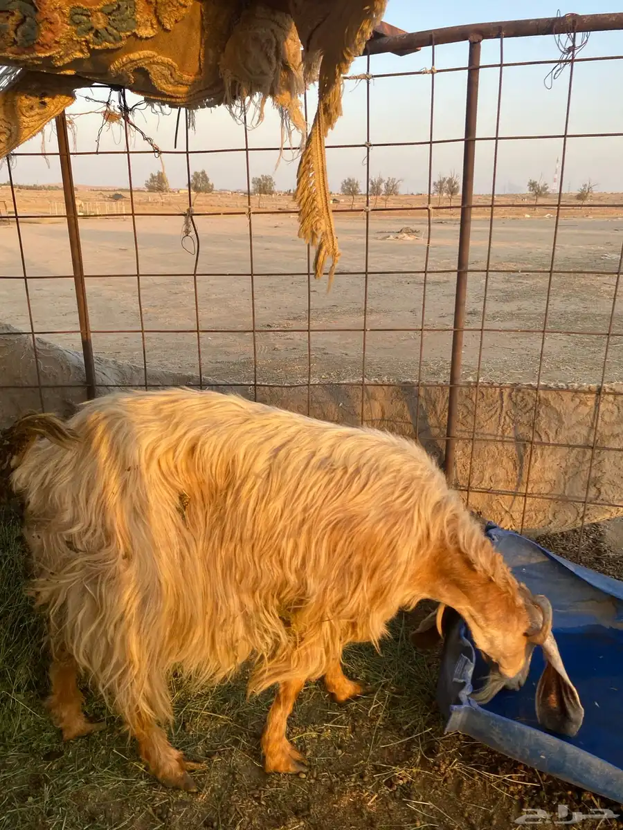 للبيع عنز متوم تحتها تيس و جفره 1