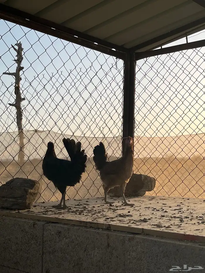 ديك و دجاجتين 1