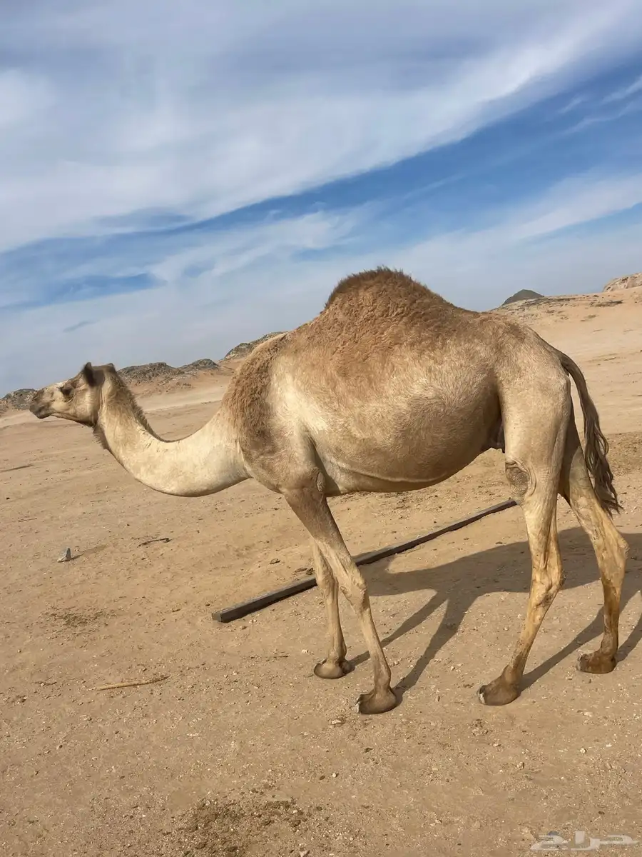 ناقه منتج للبيع الآب الجذاب الهرش الام بنت شكلان الشيبه 0