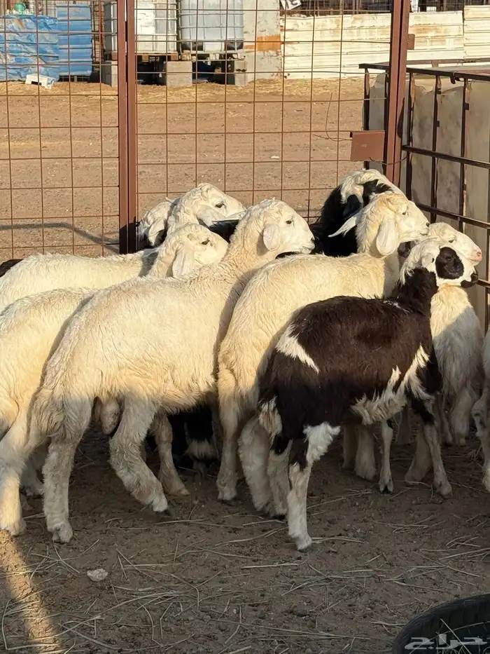 طليان 0