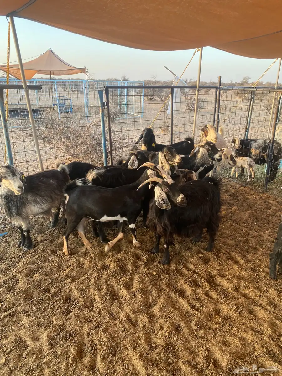 معزا عوارض دفيع للبيع تحتها ثلاث جفار 3