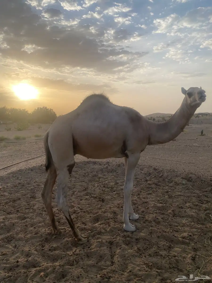 حاشي طيب 0