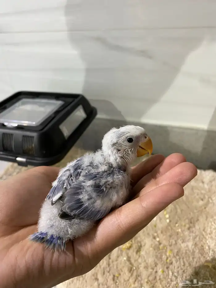 فرخ روز تم البيع الله يبارك 2