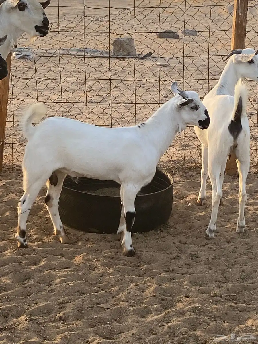 مشروع فحل اكحل نصف وجفره بيشية فاخره 2