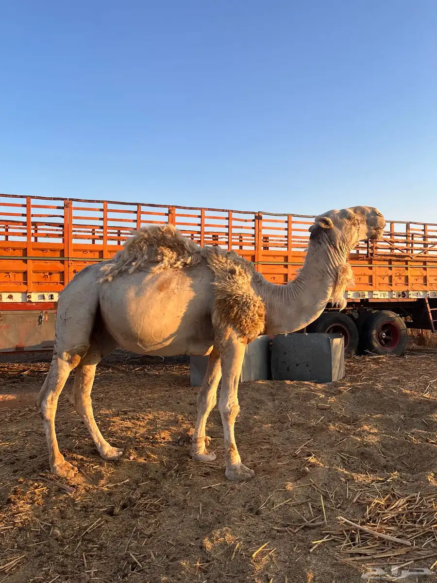 نياق ابل وضح ذود للبيع 6
