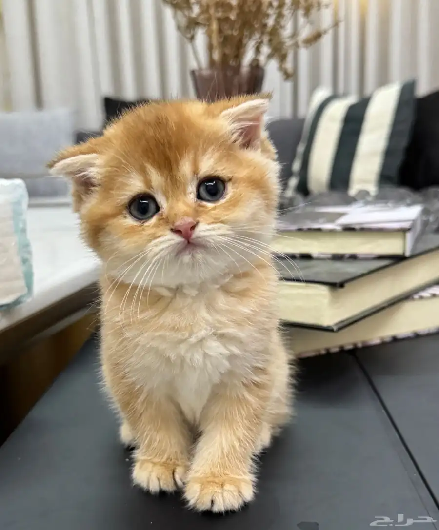 كتن ذكر اسكوتش فولد بيور 2