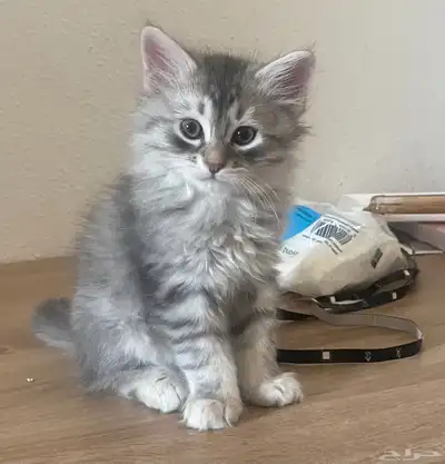 كيتن ذكر شيرازي للبيع 2