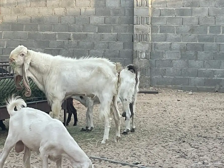 تيس هولندي ابيض ابرص 1