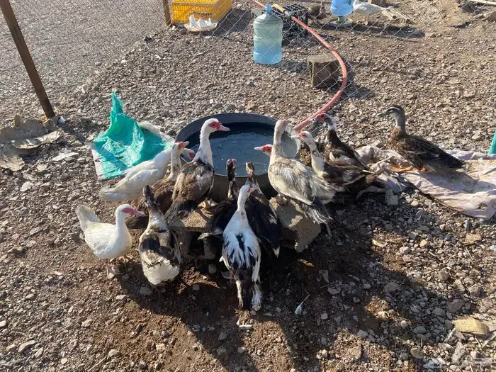 بط مصري منتج شرط 14