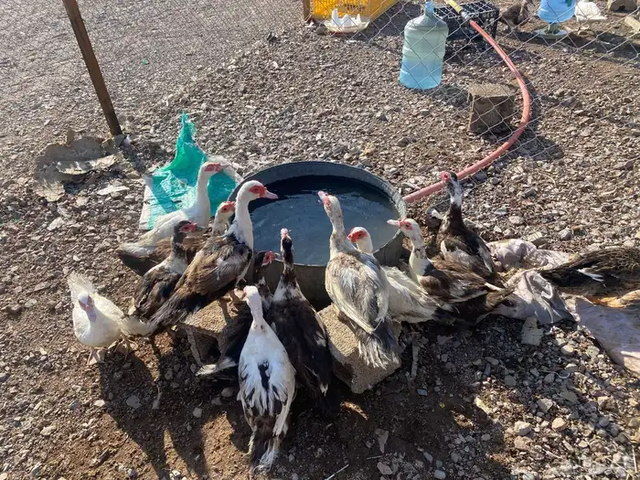 بط مصري منتج شرط 13