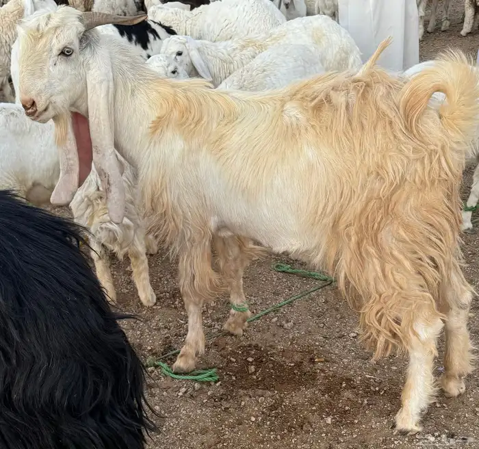 تيس طيب والقريع شرط 0
