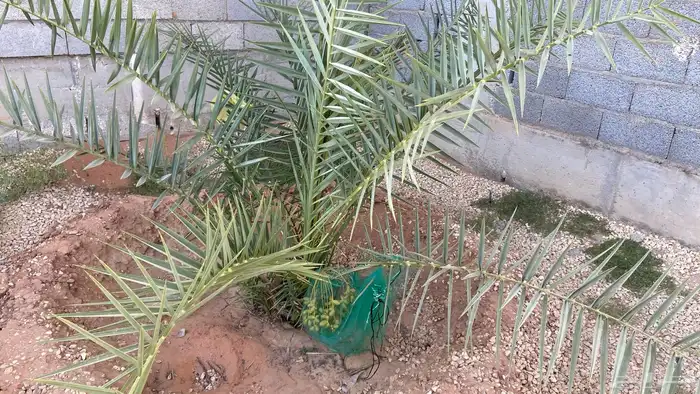 نخل خلاص 4