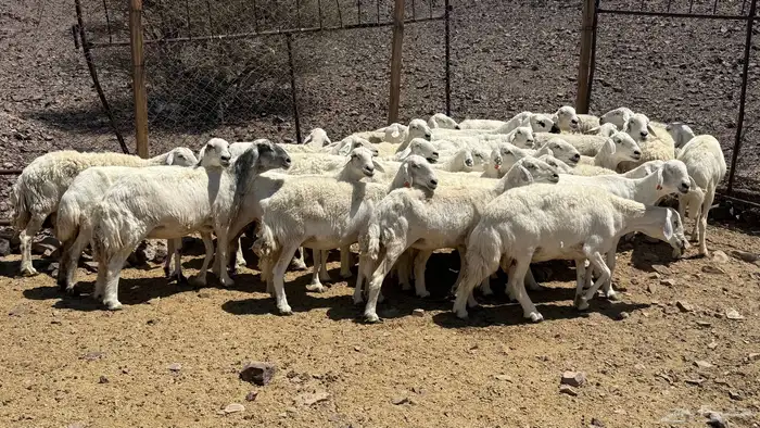 ضاان حرياات حرش 10