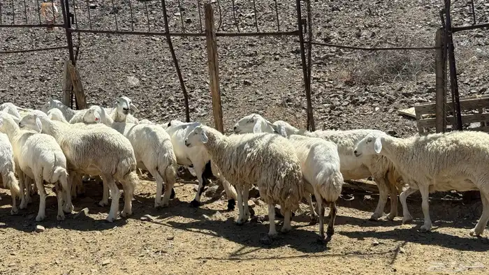 ضاان حرياات حرش 3