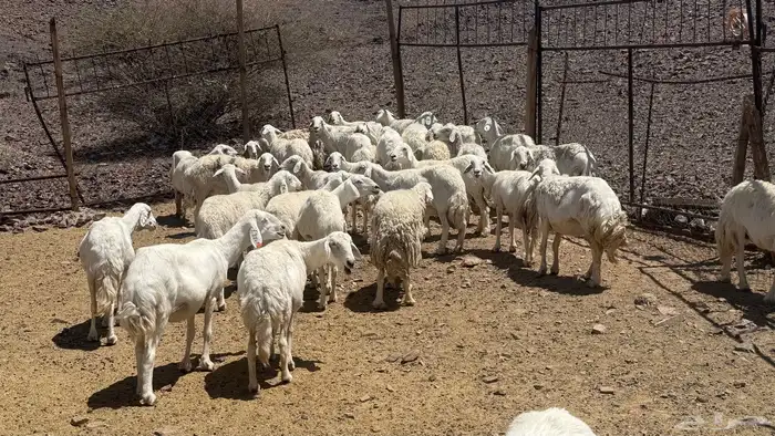 ضاان حرياات حرش 5