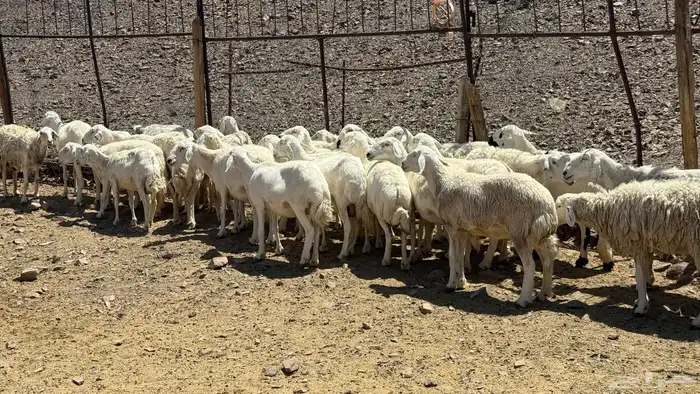 ضاان حرياات حرش 4