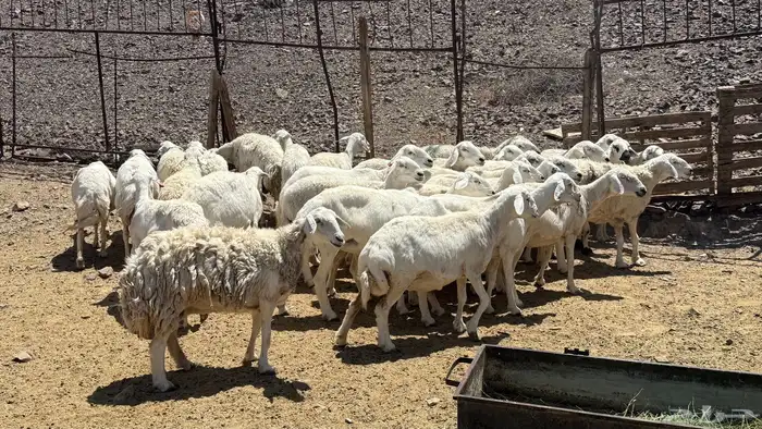 ضاان حرياات حرش 6