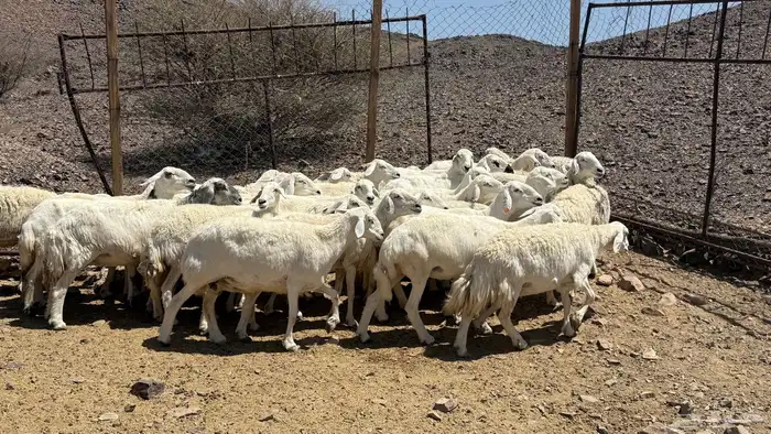 ضاان حرياات حرش 9
