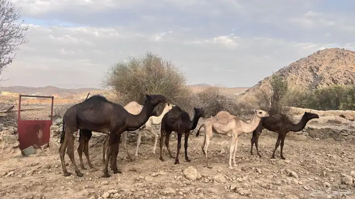 قعدان للبيع 5