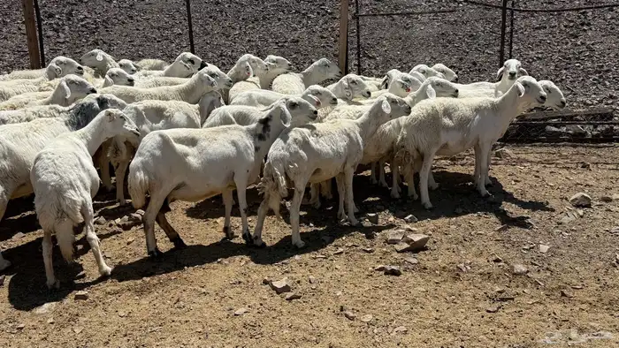 ضاان حرياات حرش 8