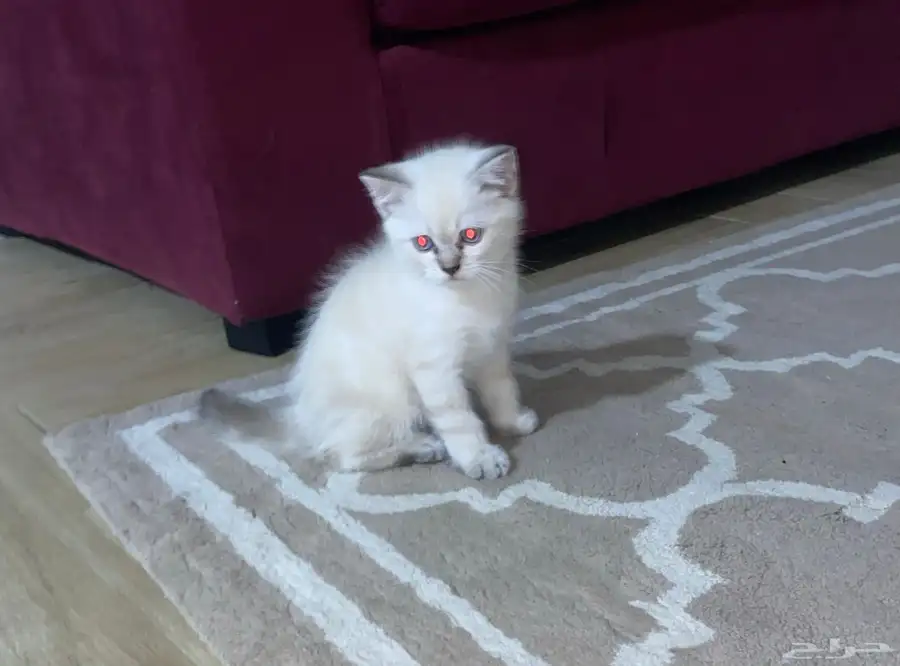 قط من ام فصيلة سكوتش 2